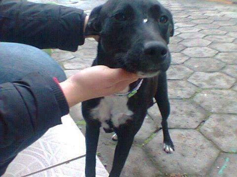 Cachorrinha para adoção