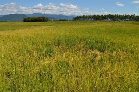 Trabalhadores das indústrias de arroz aceitam proposta e descartam greve