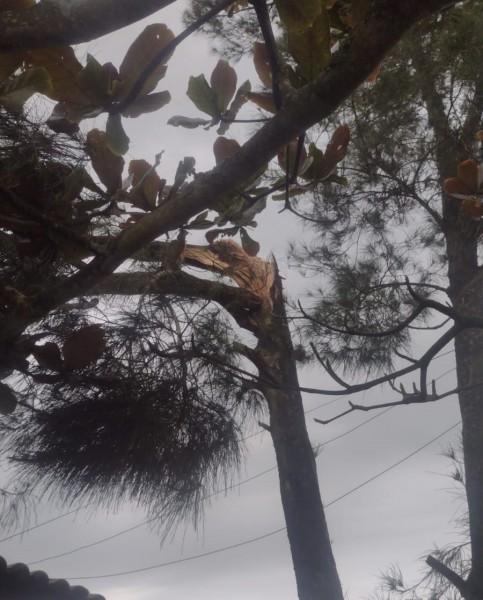 Árvore parte ao meio e cai sobre casa em Balneário Rincão