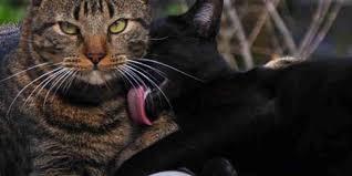 Amigo Bicho: mutirão de castração de cães e gatos a preço de custo neste sábado