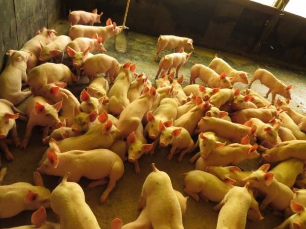 Exportações de carne suína têm aumento de 45,5% nas receitas em 2017