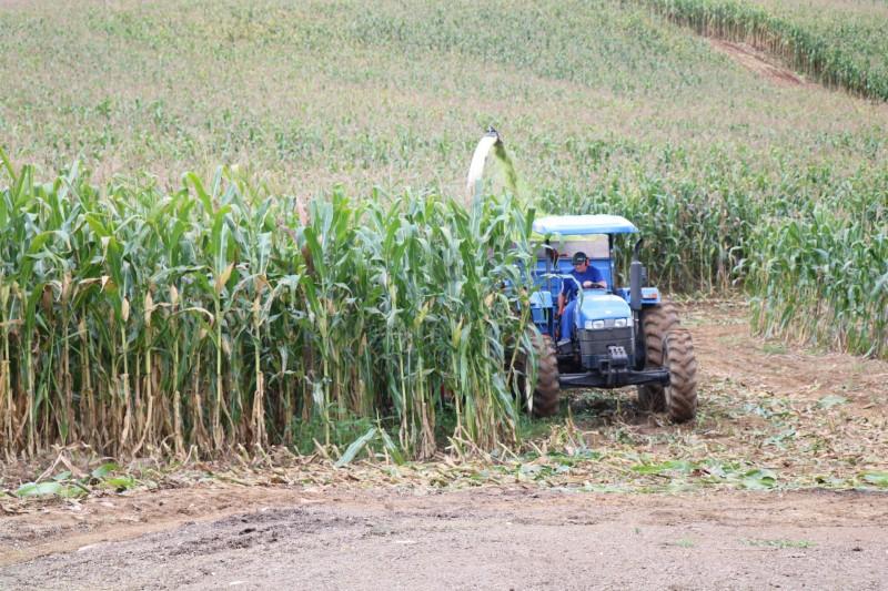 Agricultores têm apoio para o preparo da silagem em Nova Veneza
