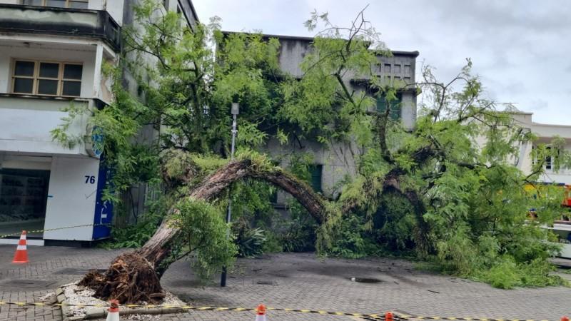 Temporal causa queda de árvore na Praça Nereu Ramos, em Criciúma