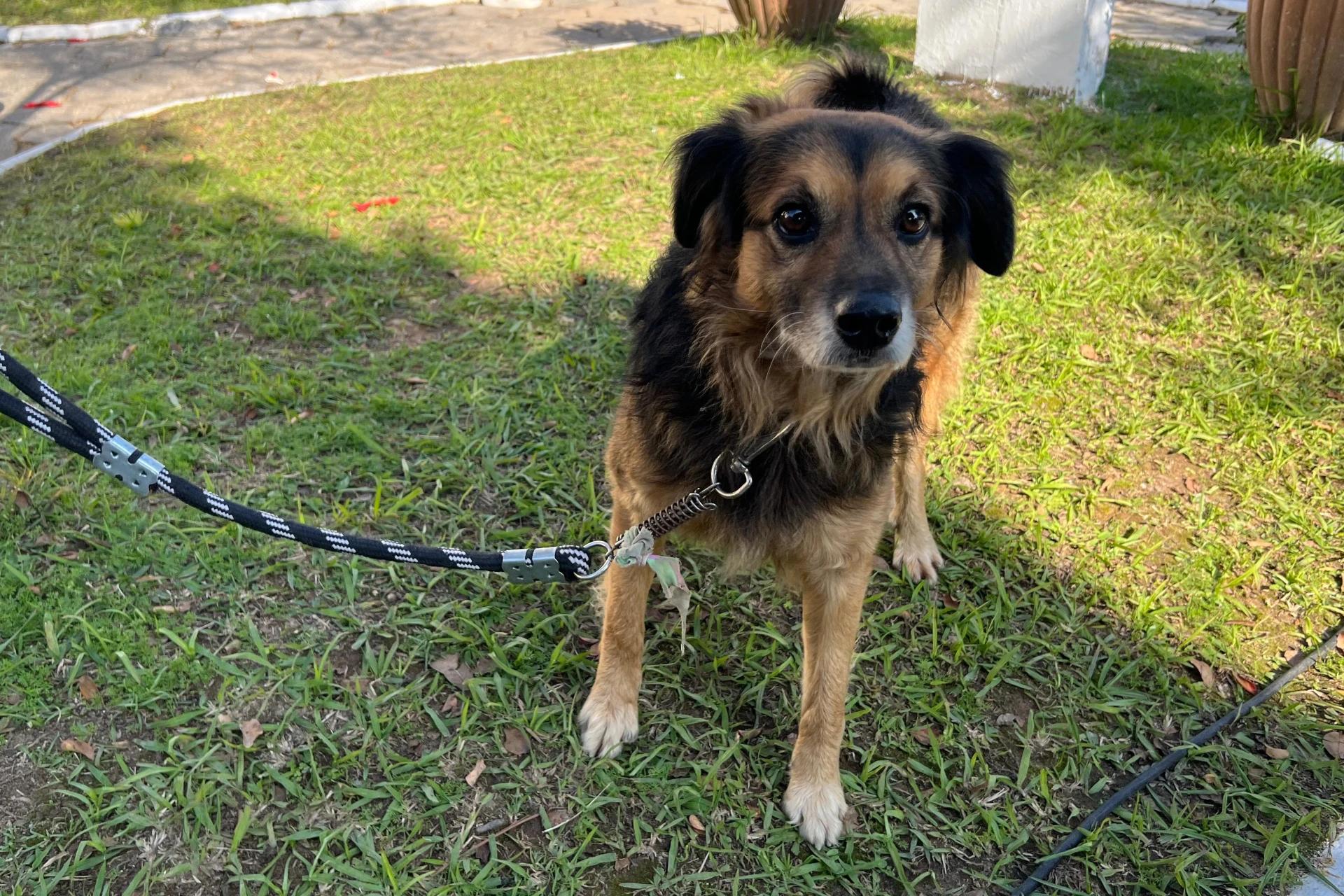 Morro da Fumaça: mais de 800 animais castrados gratuitamente em 2025