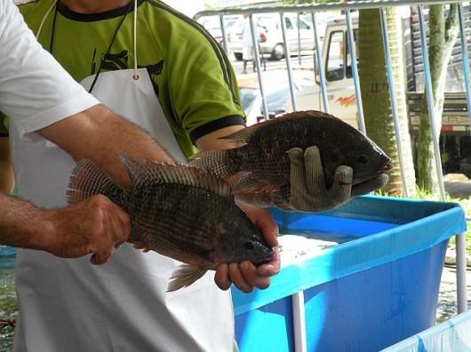 Mais de 6 toneladas de tilápias na Feira do Peixe Vivo