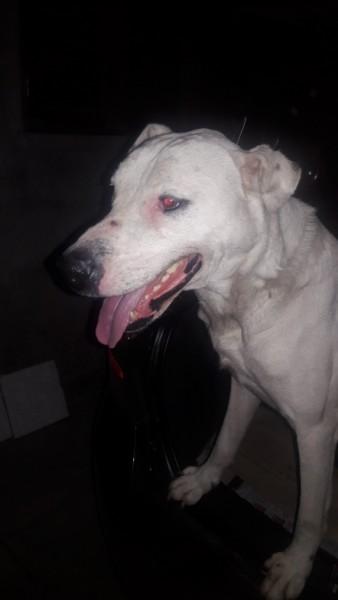 Animal encontrado no bairro Pinheirinho