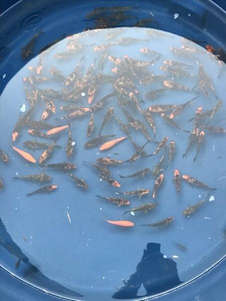 Feira do Peixe Vivo continua na sexta-feira em Içara