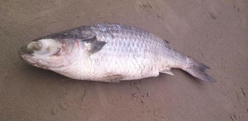 Tainha com quase oito quilos é capturada no Balneário Rincão 