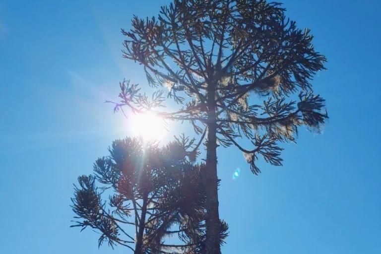 Regiões de Santa Catarina registram mais de 36°C; veja o ranking