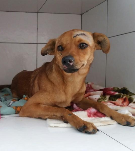 Animal para doação