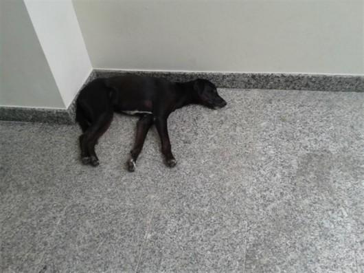 Tommy precisa de um lar!