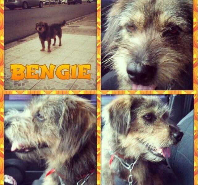 Bengie pra adoção