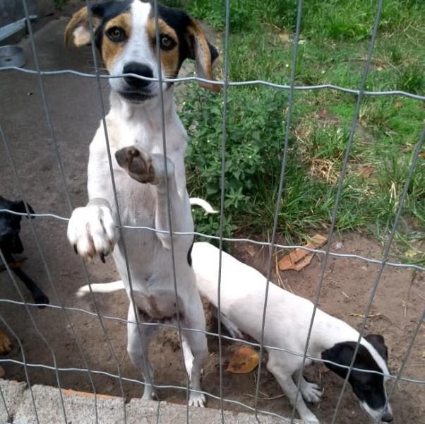 Sem apoio, ONG que cuida de quase 100 animais abandonados pode fechar as portas
