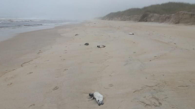 Registrados 114 animais marinhos mortos na orla