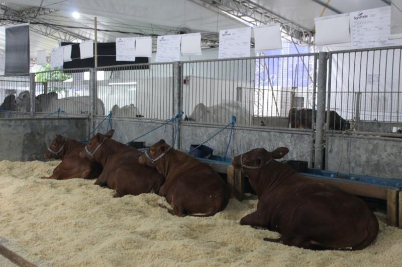 Estrutura da Feira AgroPonte 2022 começa a ser montada