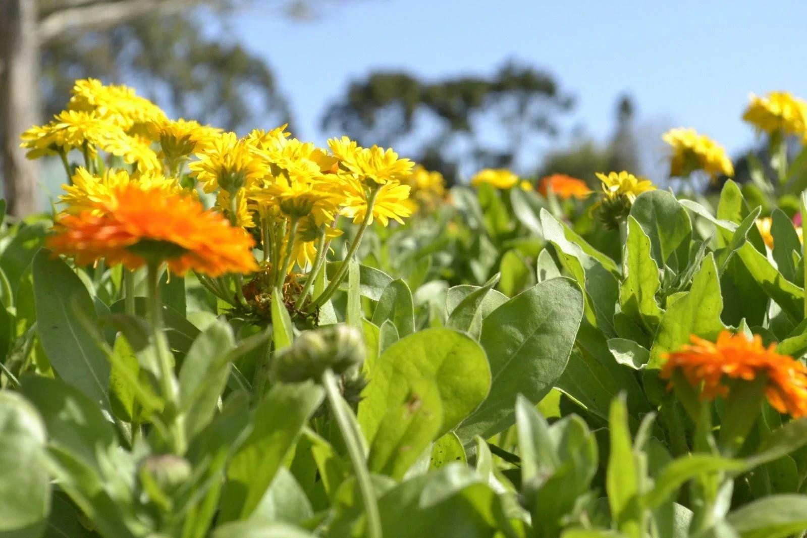 Primavera se despede com sol após meses marcados por instabilidade