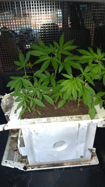 Polícia Militar apreende pés de maconha em Urussanga