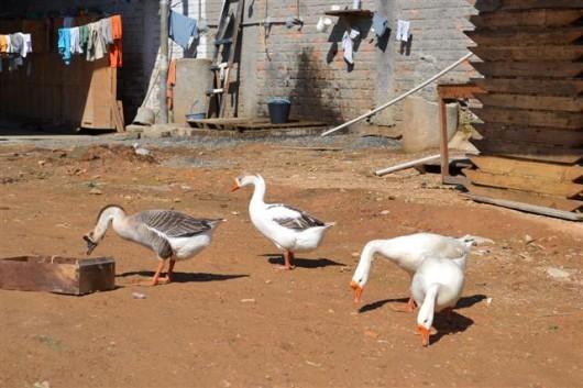 Gansos vão reforçar a segurança no Presídio Santa Augusta