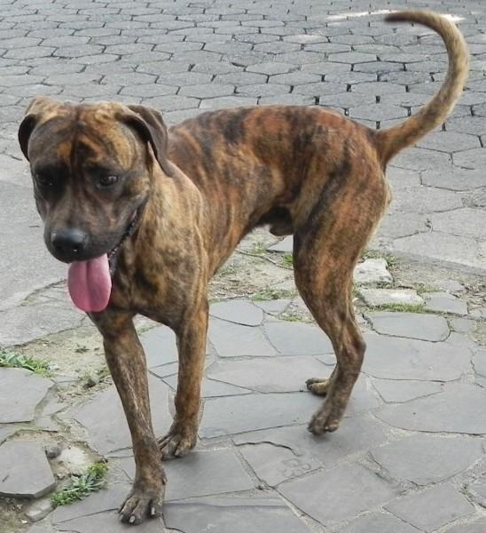 Animal encontrado no bairro Pinheirinho