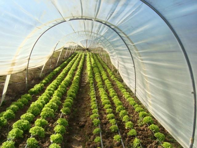 Escola de Cocal se classifica para a 2ª  fase do Verde é Vida