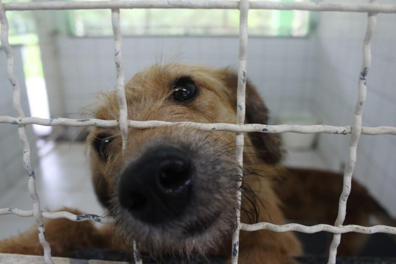 Delegacia Virtual começa oferecer registros de maus-tratos contra animais 