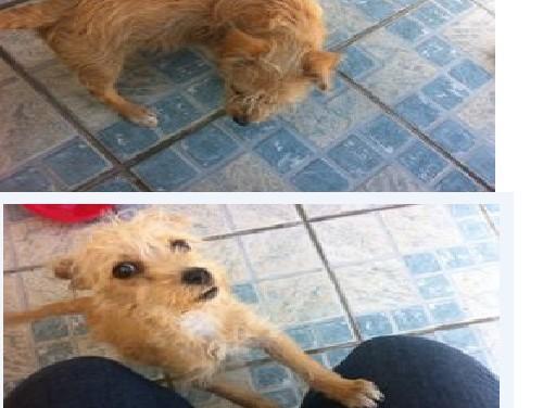 Filhote de Vira Lata Precisa de um lar URGENTE