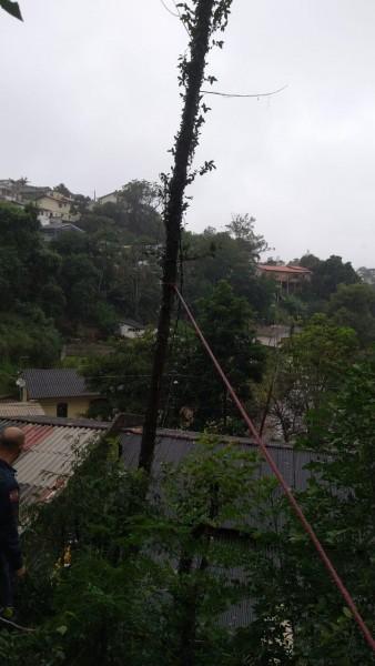 Chuva no Sul de SC: árvore cai sobre casa em Criciúma