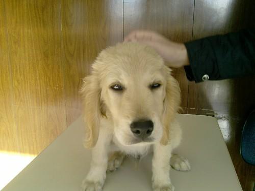 Dono do Labrador foi encontrado