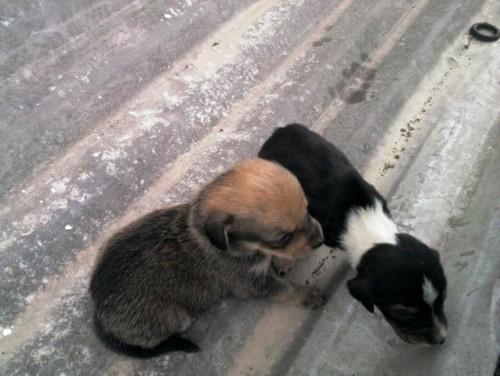  Lar temporário e adoção-cães pegos no rio São Bento Alto