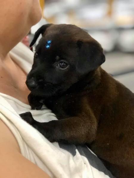 ONG SOS Vira-lata continua com adoções de animais mesmo na pandemia