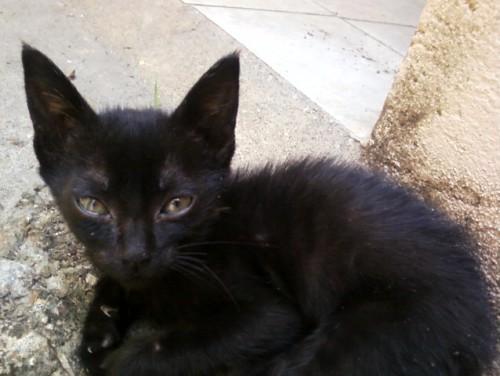 Gatinho para adoção
