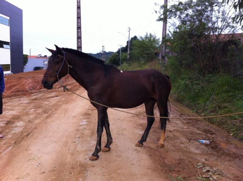 Animal encontrado no bairro São Cristovão