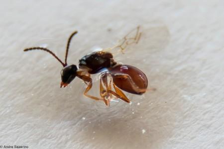Pesquisadora identifica nova vespa no território catarinense