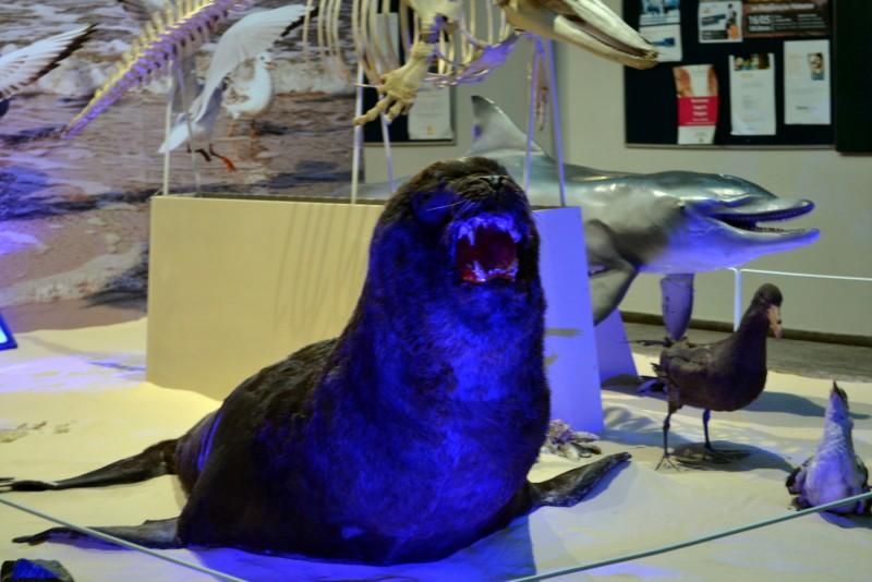 Museu de Zoologia da Unesc recebe primeiro exemplar de leão-marinho