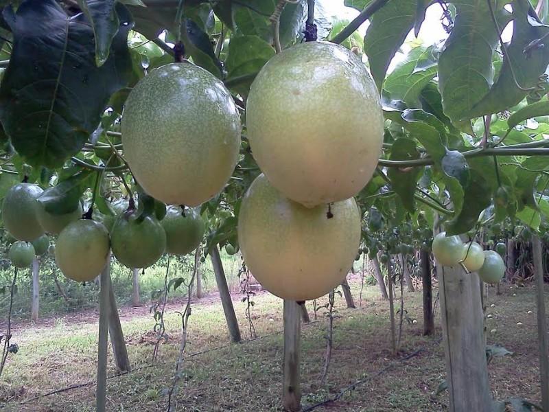 Chuva dos últimos três meses prejudica agricultura