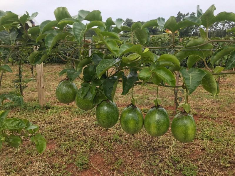 A ascensão do maracujá em Criciúma e na Região Carbonífera
