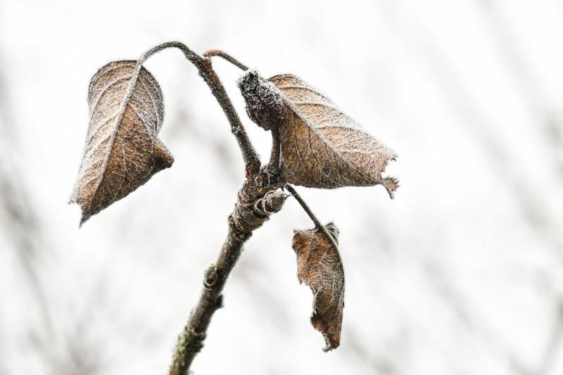 Com previsão de frio intenso, Governo de Criciúma reforça cuidados com as plantações