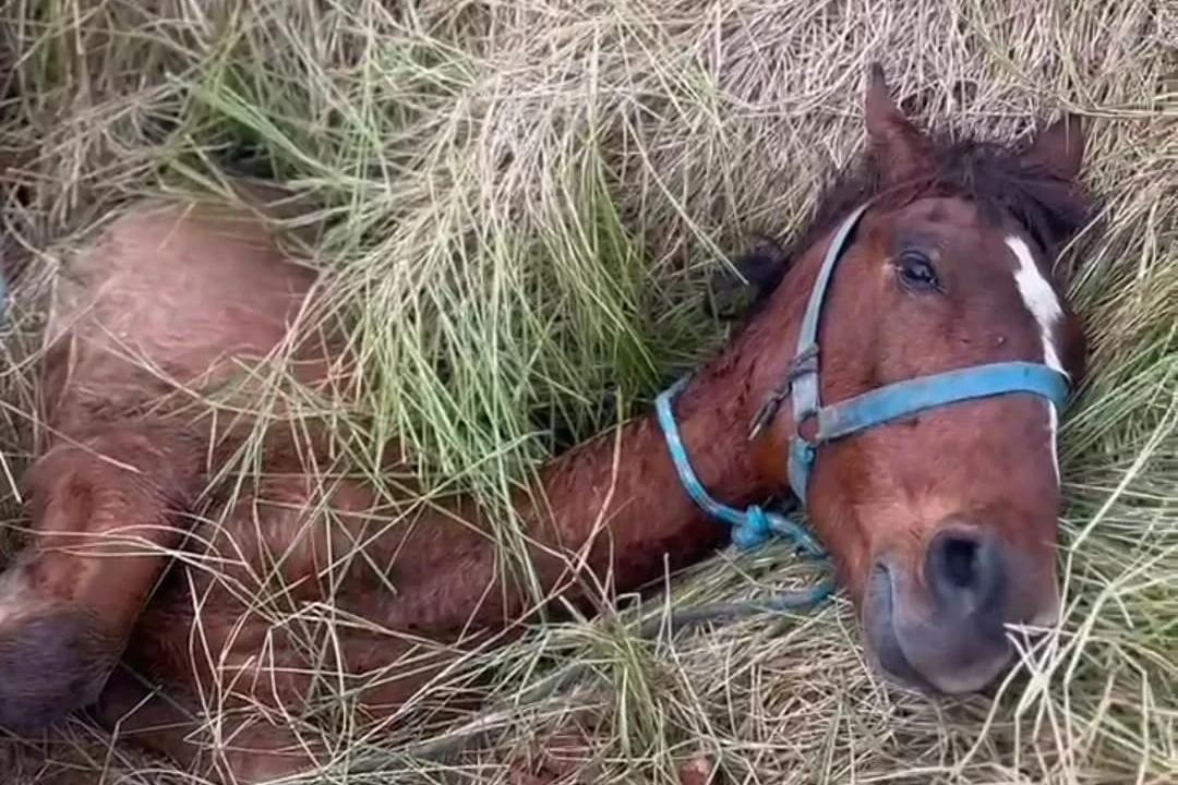 Criciúma: cavalo é resgatado por bombeiros após cair em buraco