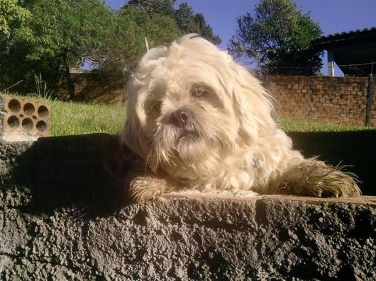 Encontrei um cão
