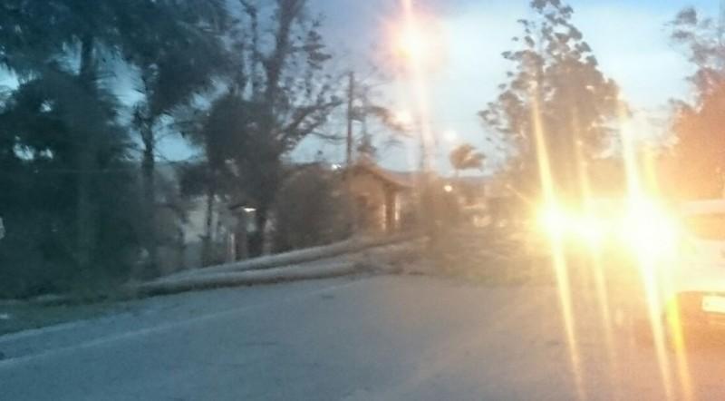 Queda de árvores deixa trânsito em meia pista na SC-108
