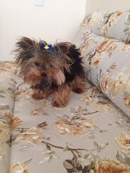 Animal encontrado no bairro Lote 6
