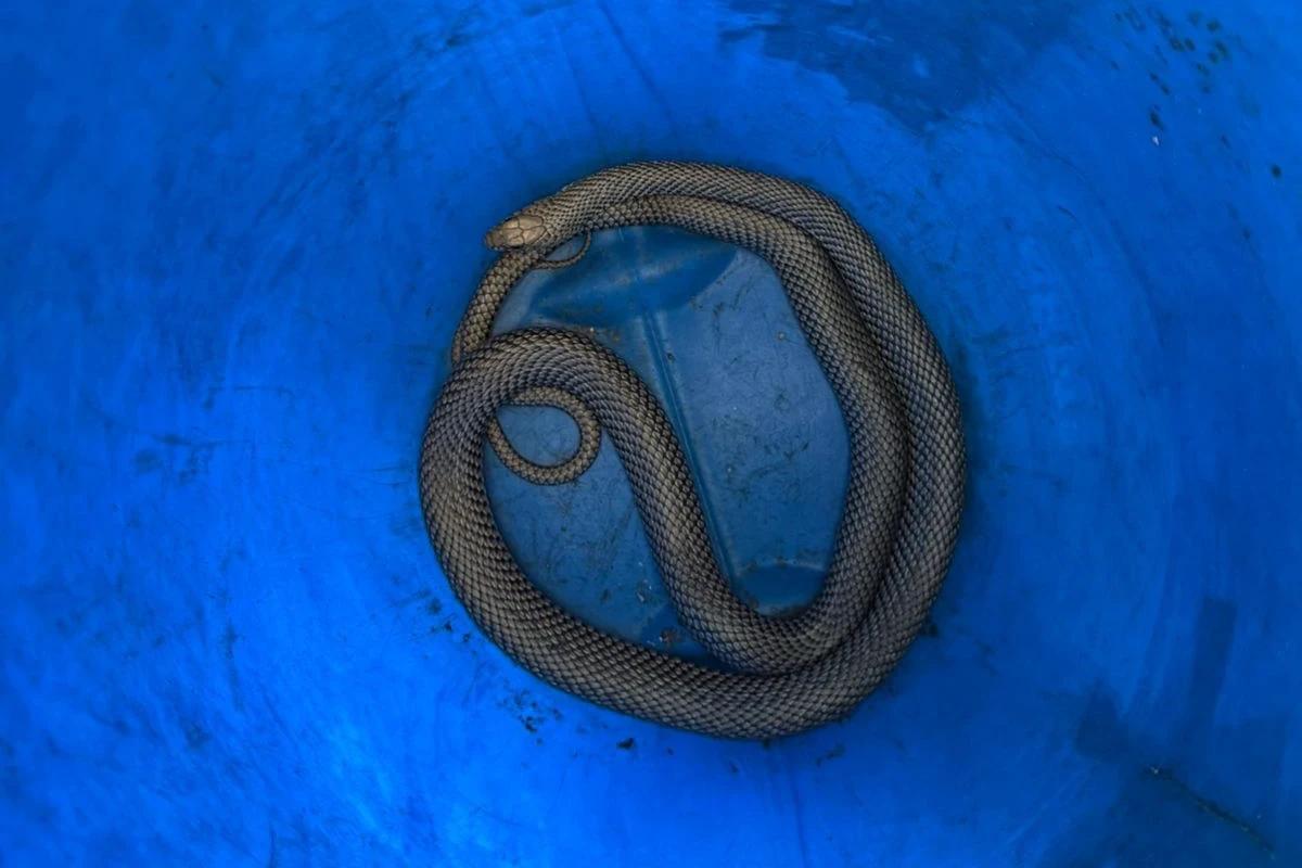 Cobra é resgatada após ficar presa em motor de carro