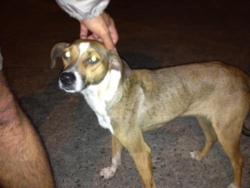Cachorrinha encontrara na Av. Centenário próximo a Jugasa (apenas referência)