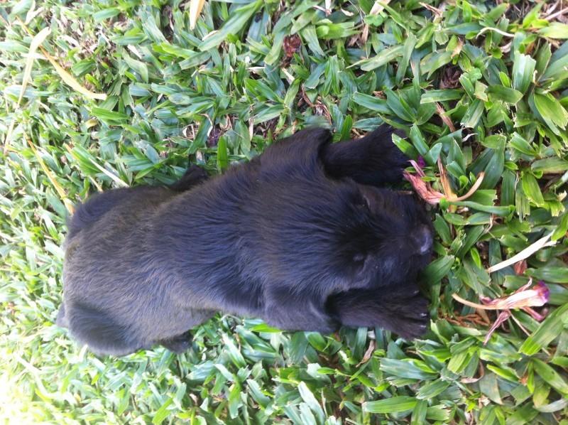 Animal para doação