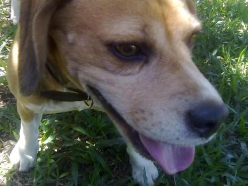 Encontramos cachorro Beagle perdido