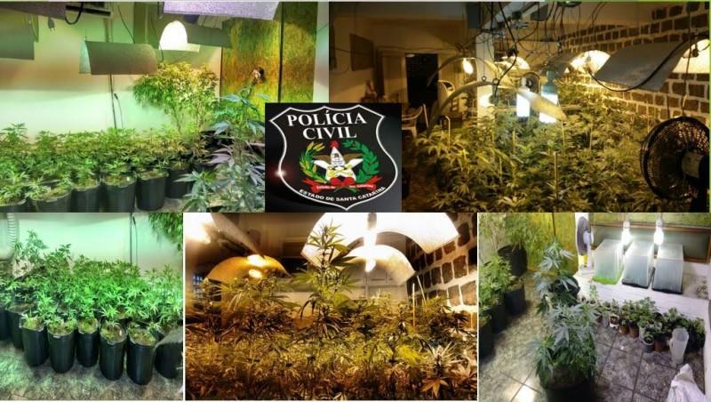 Realizada uma das maiores apreensões de maconha cultivada em laboratório 