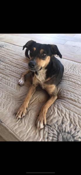 Animal encontrado no bairro Pio Correa