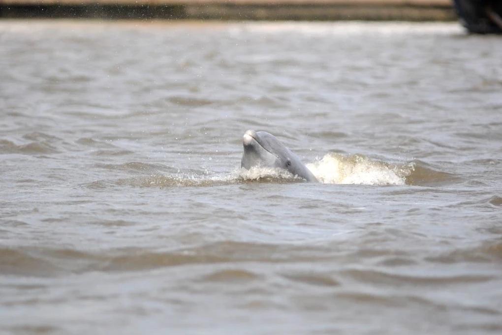 Projeto da Unesc realiza imersão técnica para avançar estudo sobre botos e pesca cooperativa