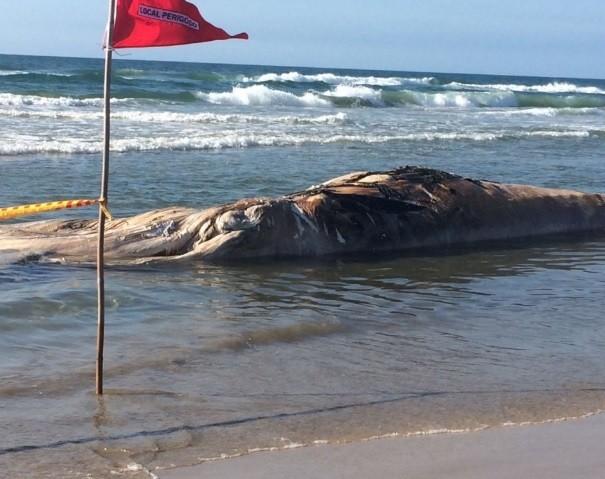 Baleia é encontrada encalhada em Balneário Campo Bom 