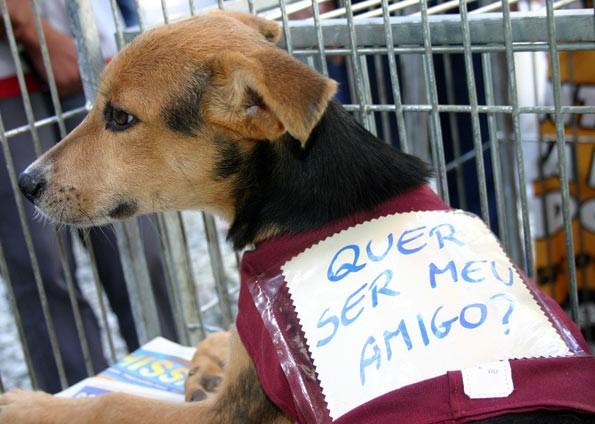 Feira de adoção de cães e gatos acontece em Içara neste sábado